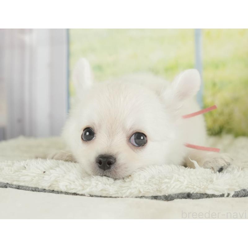 販売中の静岡県のチワワ(ロングコート)-409701の10枚目