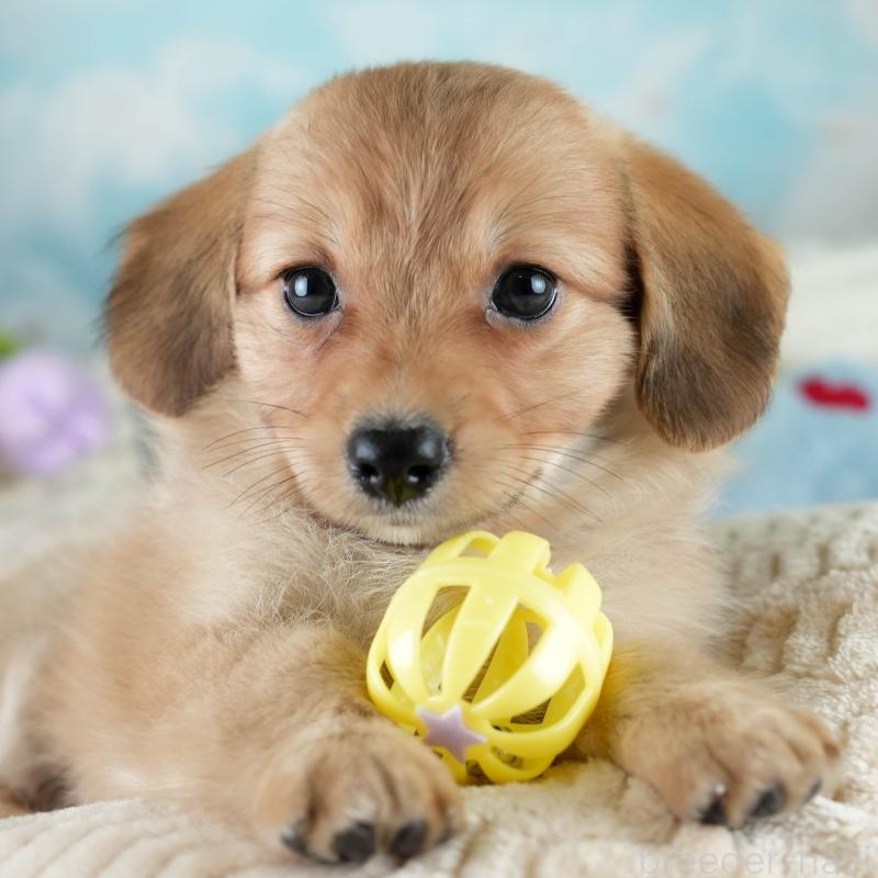 販売中の埼玉県のミックス犬-409687の1枚目