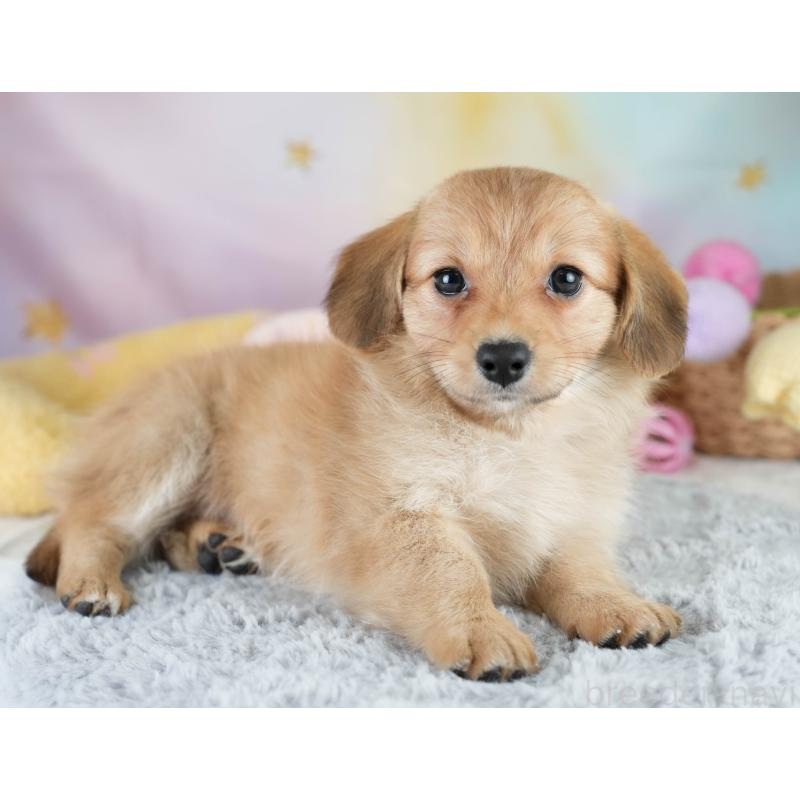 販売中の埼玉県のミックス犬-409687の9枚目