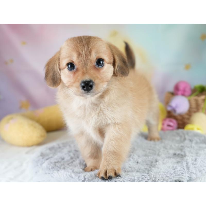 販売中の埼玉県のミックス犬-409687の8枚目