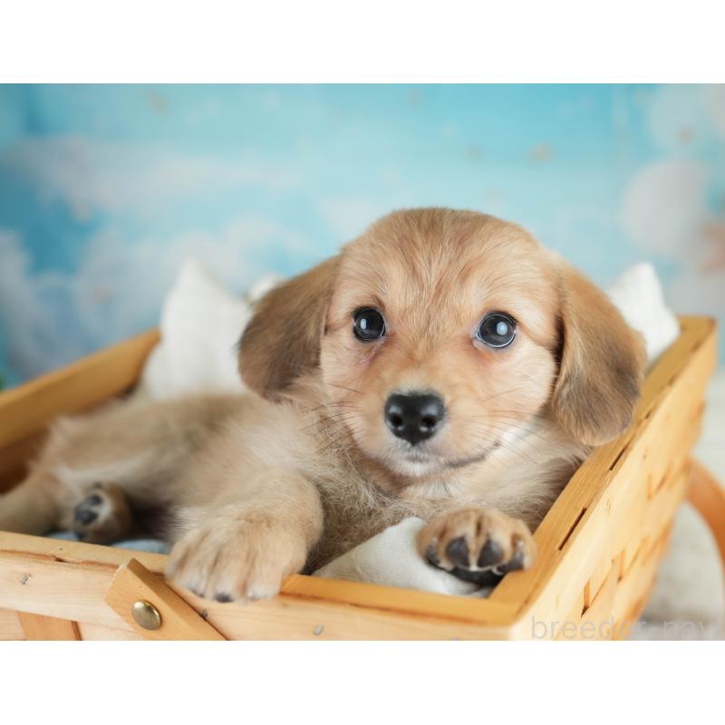 販売中の埼玉県のミックス犬-409687の7枚目