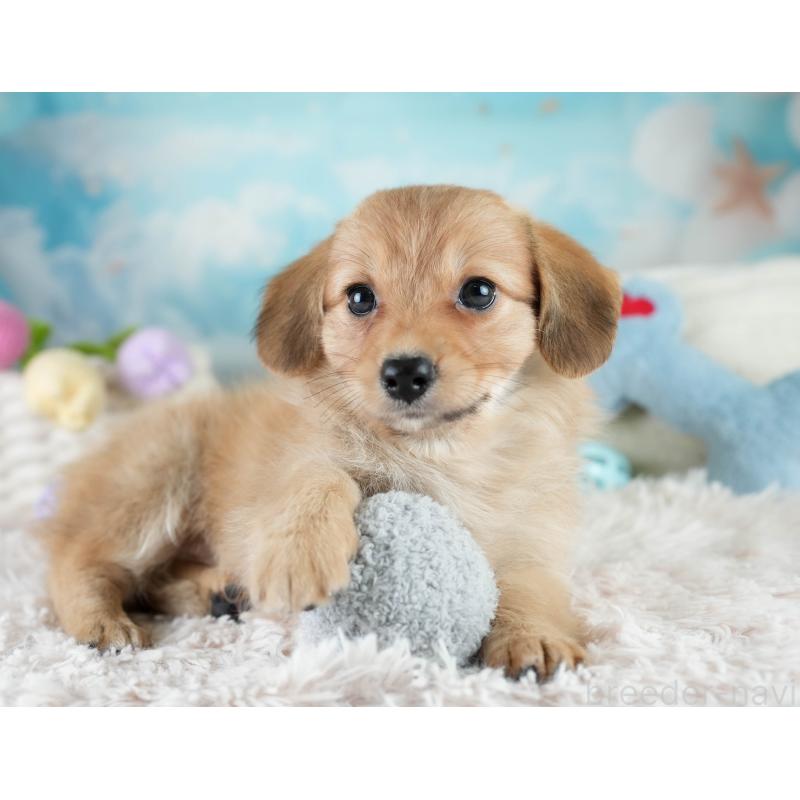 販売中の埼玉県のミックス犬-409687の6枚目