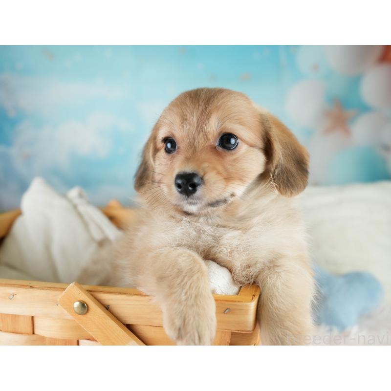 販売中の埼玉県のミックス犬-409687の5枚目
