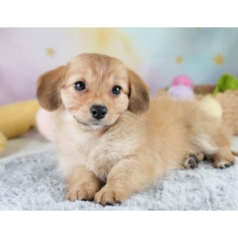 販売中の埼玉県のミックス犬-409687の4枚目