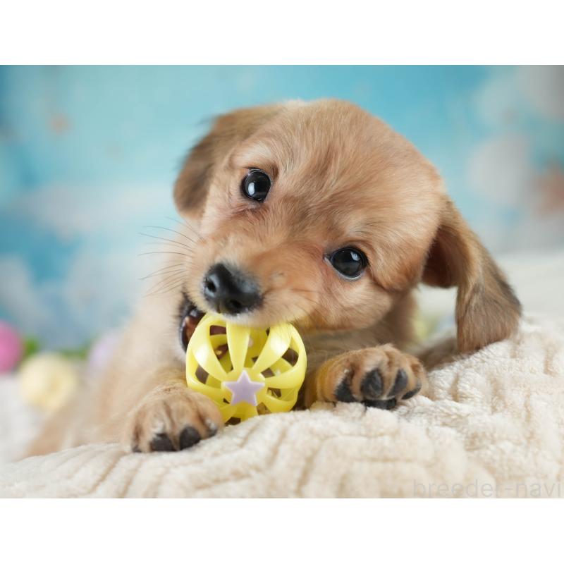 販売中の埼玉県のミックス犬-409687の3枚目