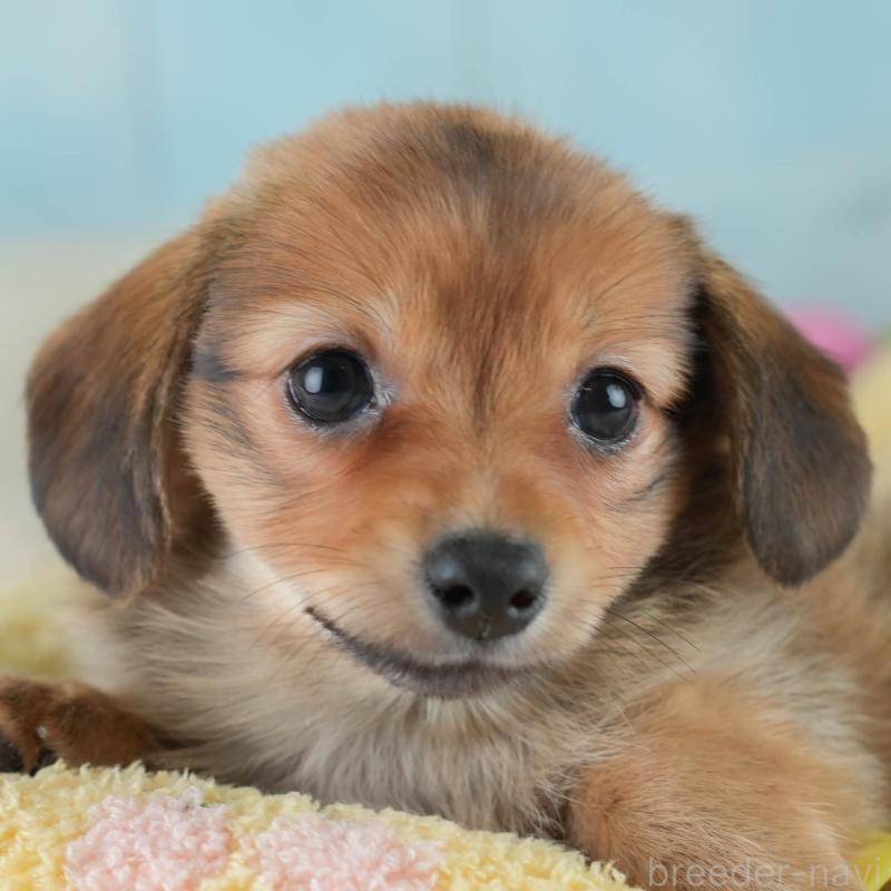 販売中の埼玉県のミックス犬-409685の1枚目