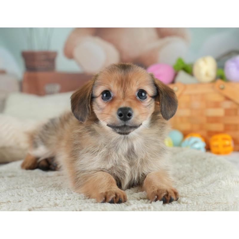 販売中の埼玉県のミックス犬-409685の9枚目