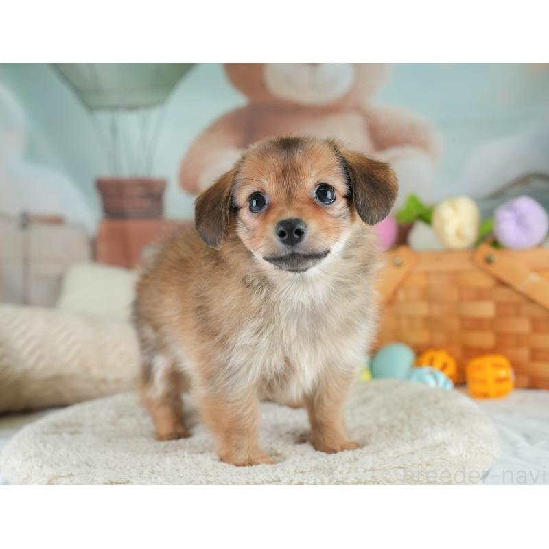 販売中の埼玉県のミックス犬-409685の8枚目
