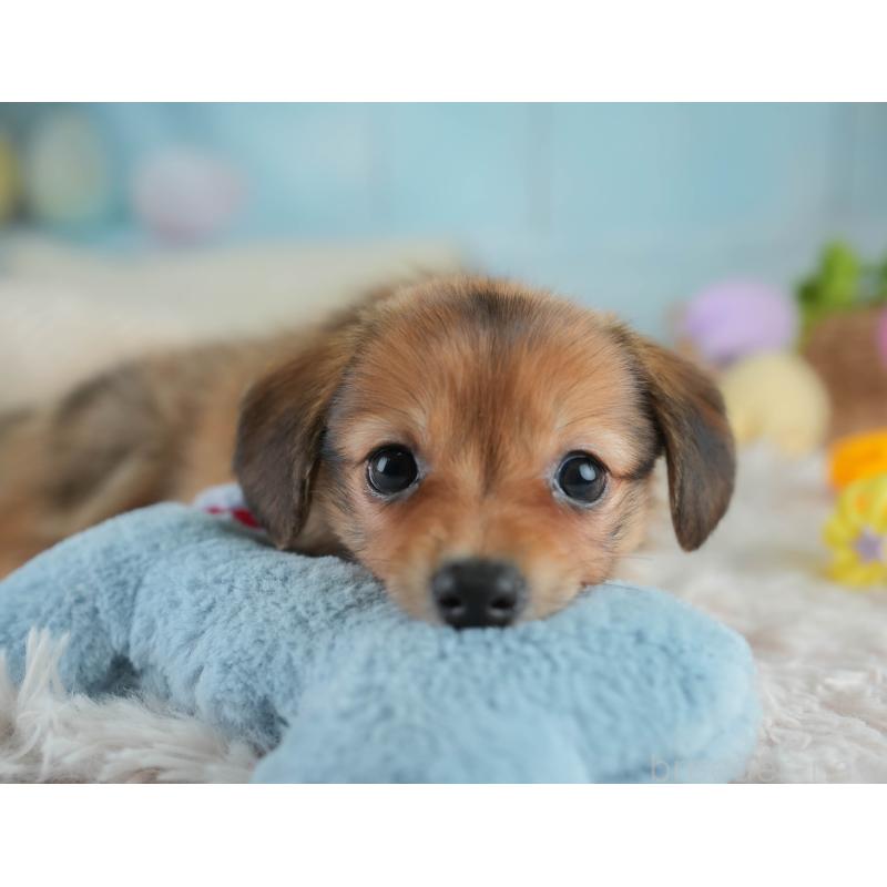 販売中の埼玉県のミックス犬-409685の7枚目