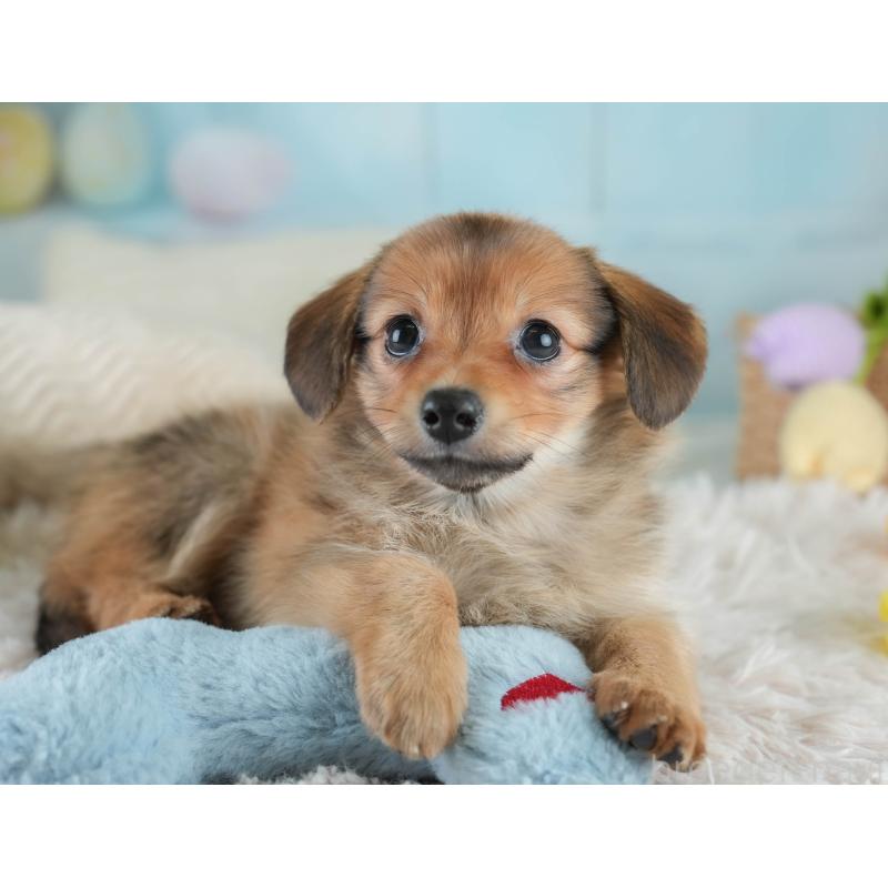 販売中の埼玉県のミックス犬-409685の6枚目