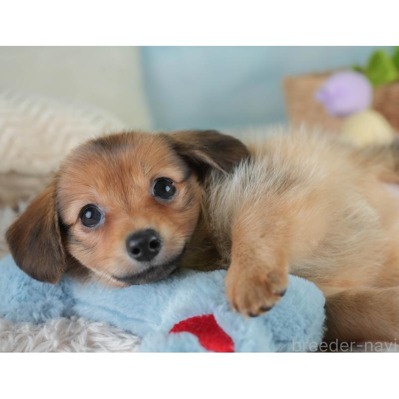 販売中の埼玉県のミックス犬-409685の5枚目