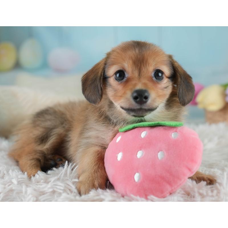 販売中の埼玉県のミックス犬-409685の4枚目