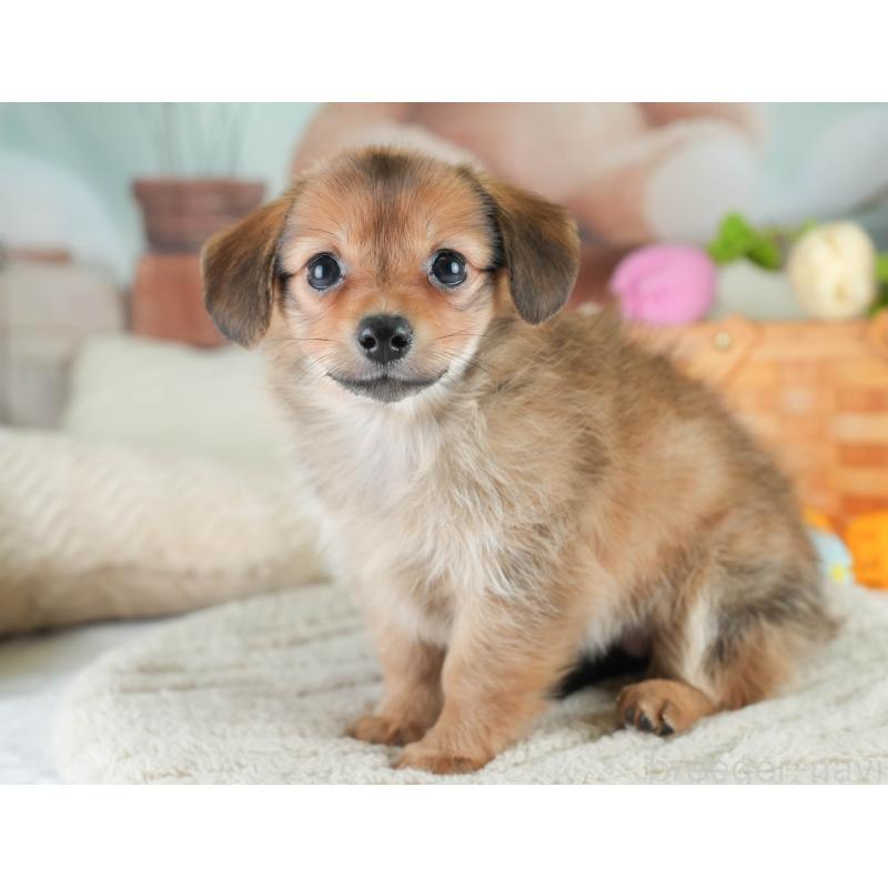 販売中の埼玉県のミックス犬-409685の3枚目