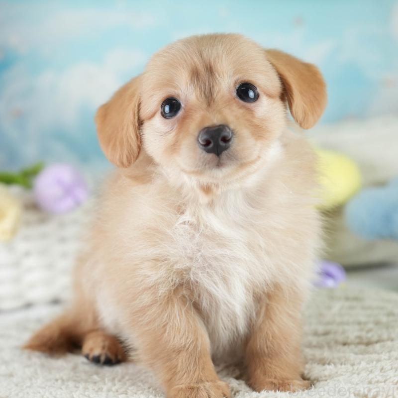 販売中の埼玉県のミックス犬-409679の1枚目