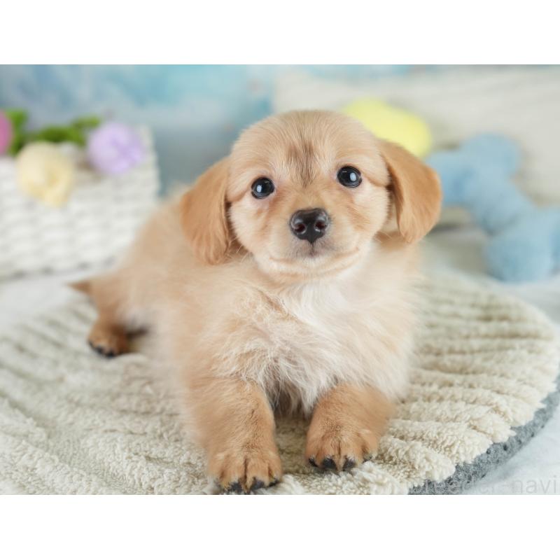 販売中の埼玉県のミックス犬-409679の9枚目
