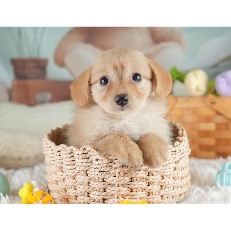 販売中の埼玉県のミックス犬-409679の8枚目