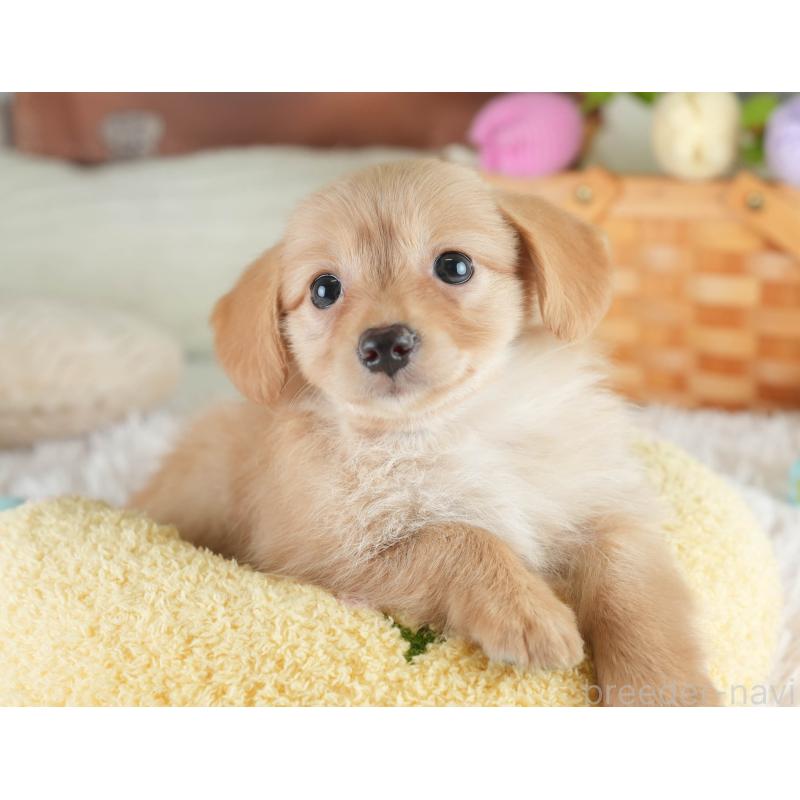 販売中の埼玉県のミックス犬-409679の7枚目