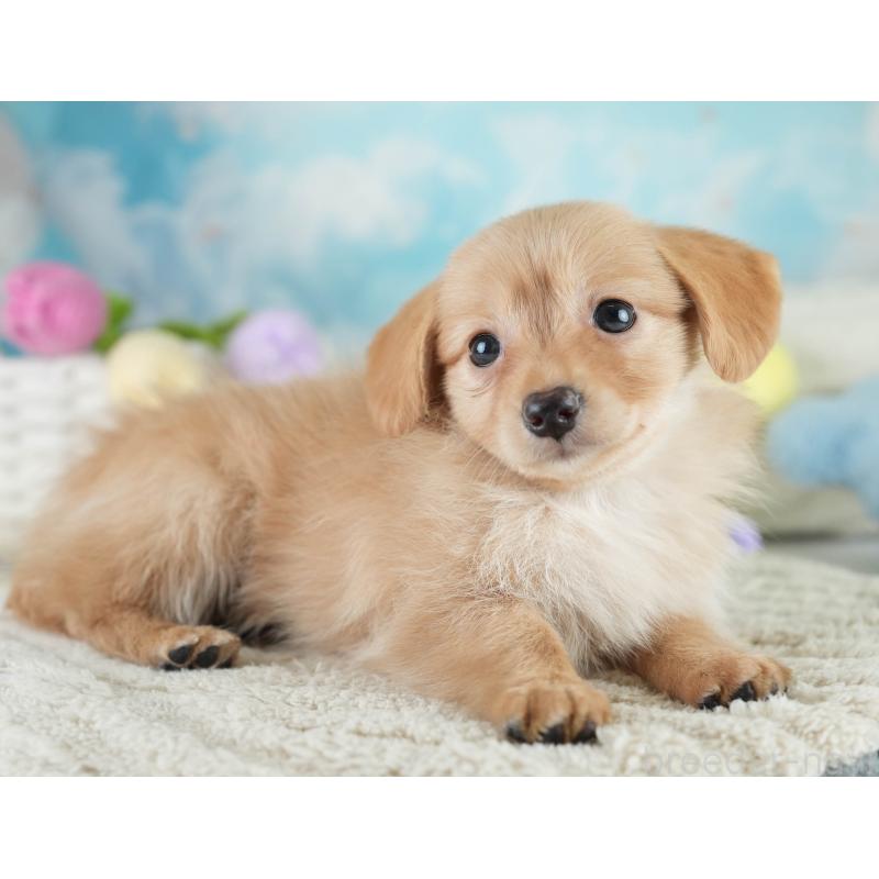 販売中の埼玉県のミックス犬-409679の6枚目