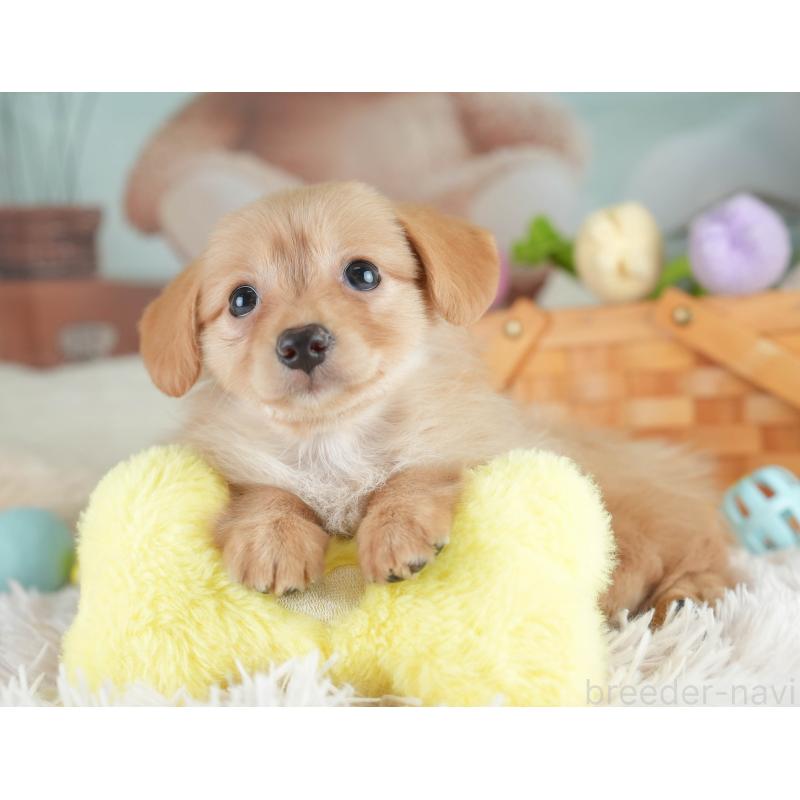 販売中の埼玉県のミックス犬-409679の5枚目