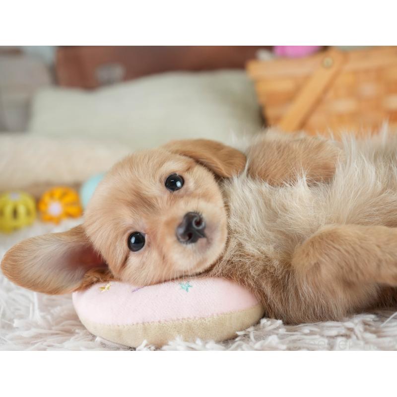販売中の埼玉県のミックス犬-409679の4枚目