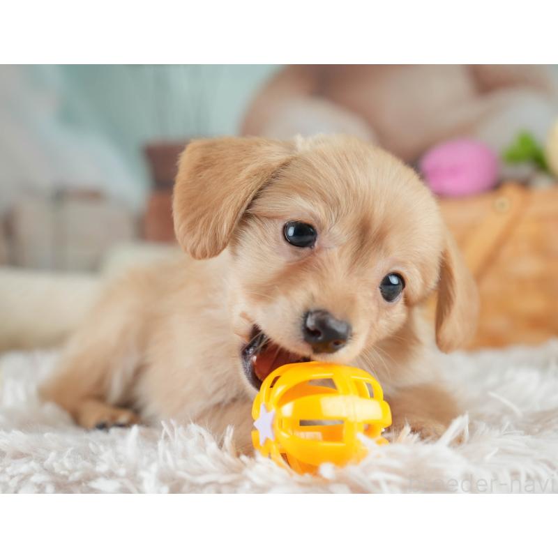 販売中の埼玉県のミックス犬-409679の3枚目