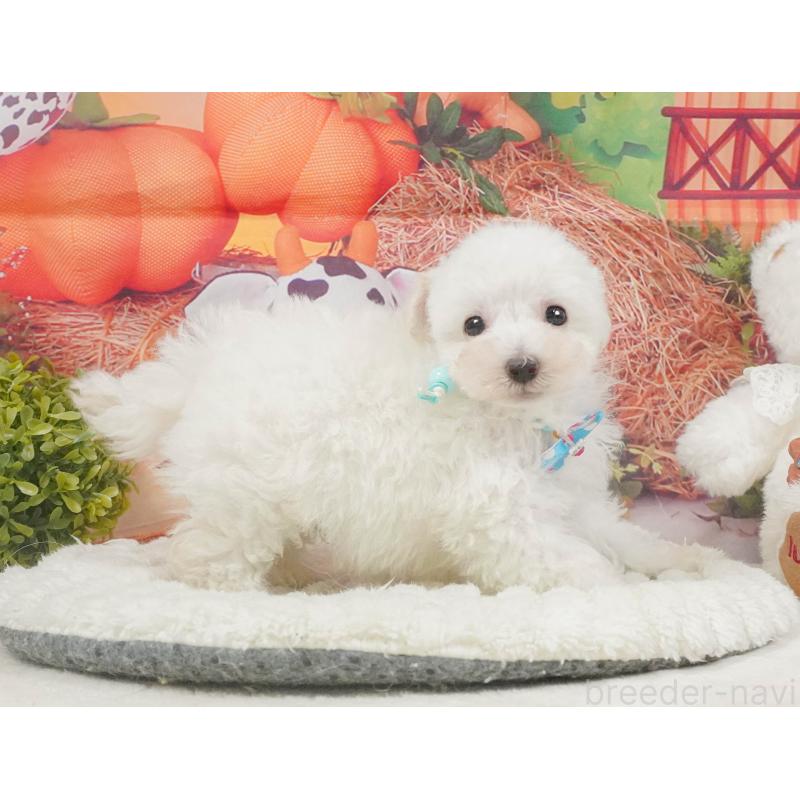 販売中の神奈川県のタイニープードル-409591の11枚目