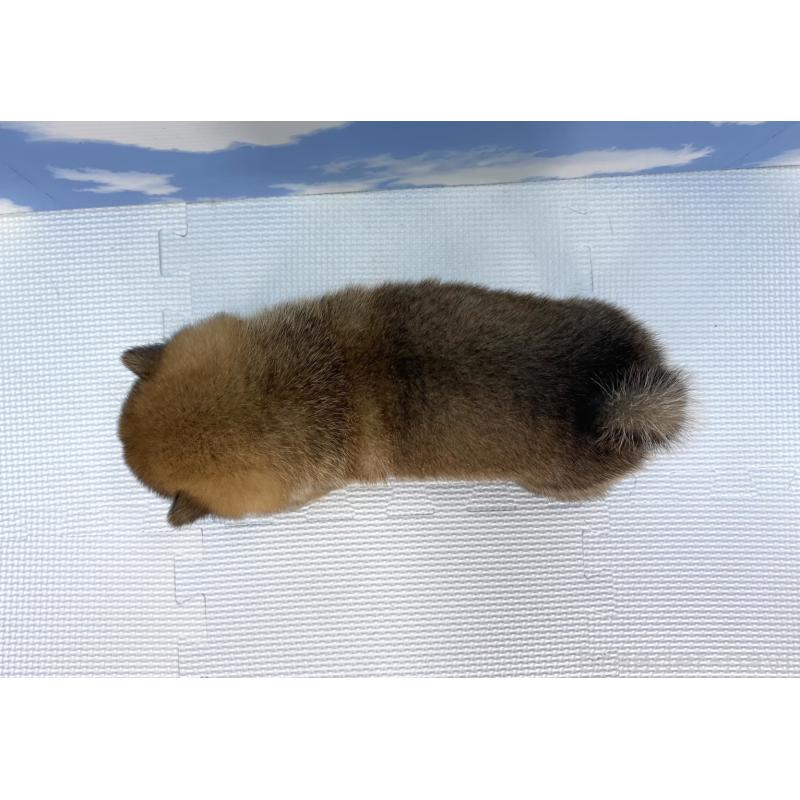 販売中の愛知県の豆柴-409444の4枚目