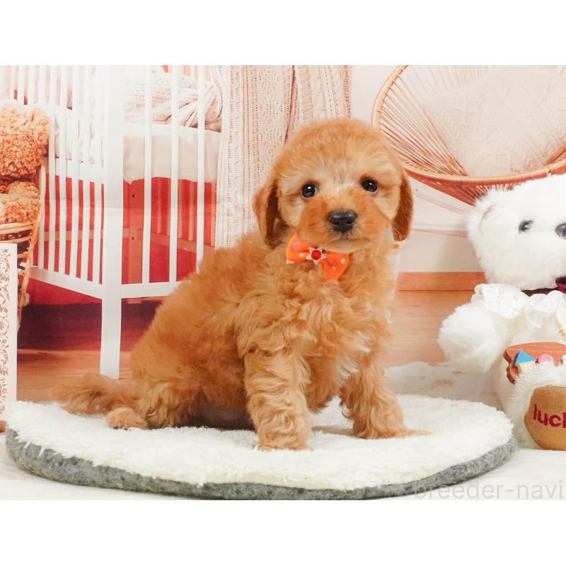 販売中の神奈川県のトイプードル-409593の13枚目