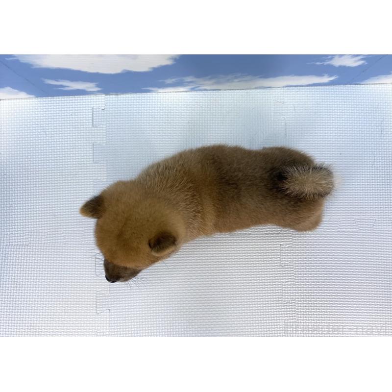 販売中の愛知県の豆柴-409447の4枚目