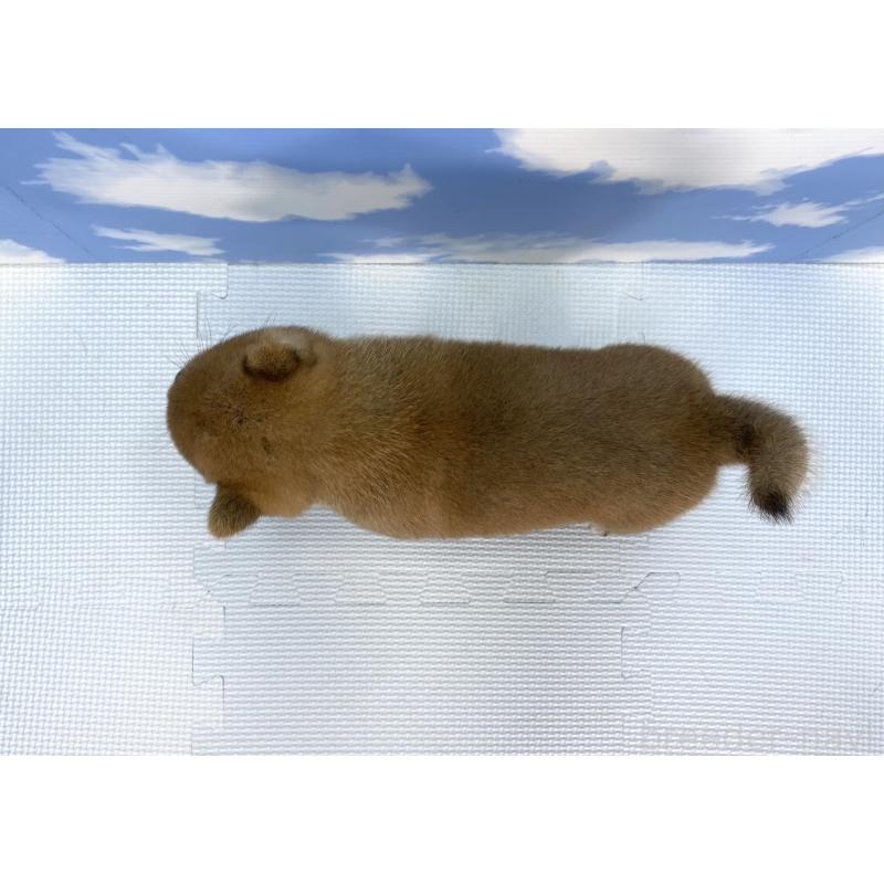 販売中の愛知県の豆柴-409448の3枚目