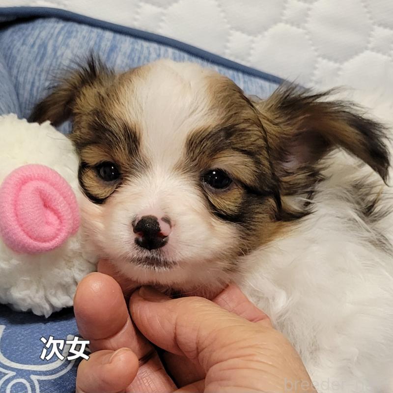 販売中の埼玉県のパピヨン-409474の19枚目