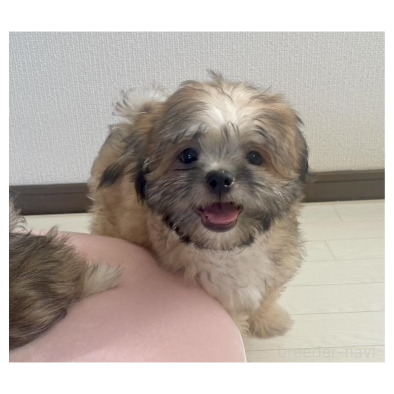 販売中の福岡県のミックス犬-387535の5枚目
