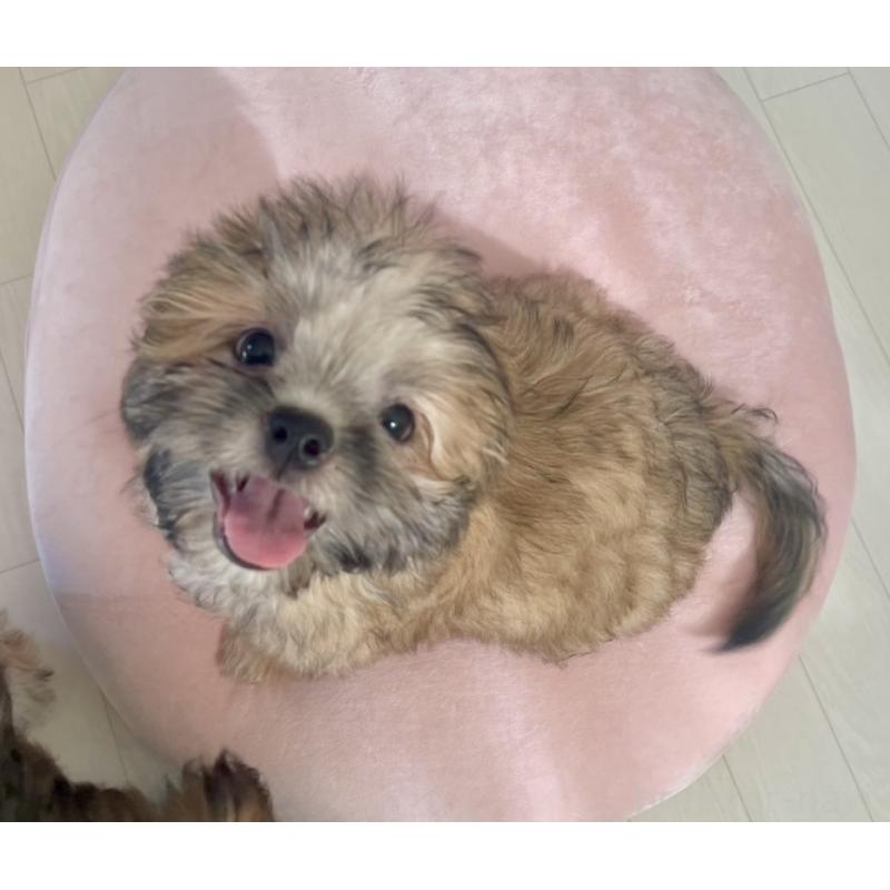 販売中の福岡県のミックス犬-387535の4枚目