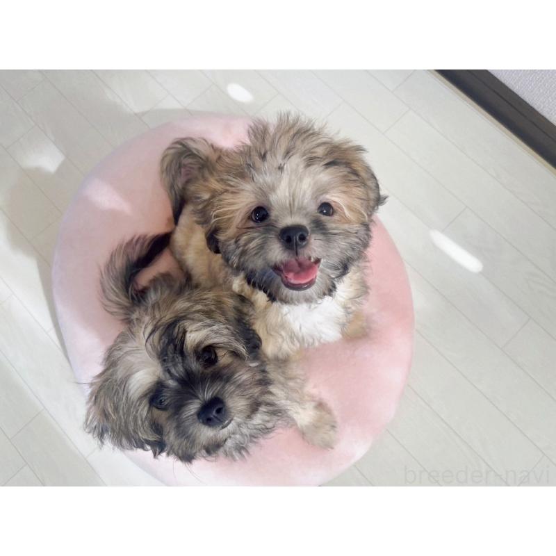 販売中の福岡県のミックス犬-387535の3枚目