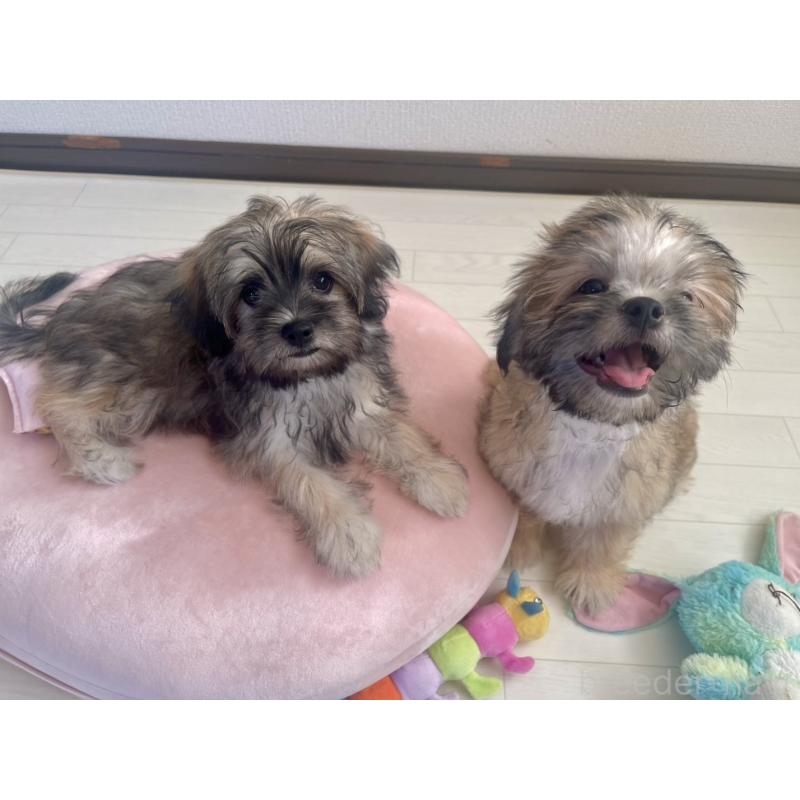 販売中の福岡県のミックス犬-387535の2枚目