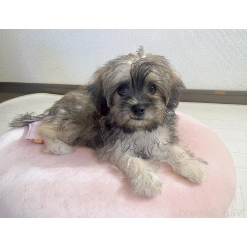 販売中の福岡県のミックス犬-387534の20枚目