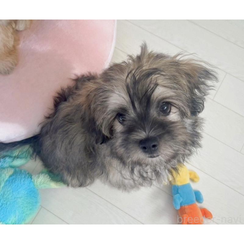 販売中の福岡県のミックス犬-387534の19枚目