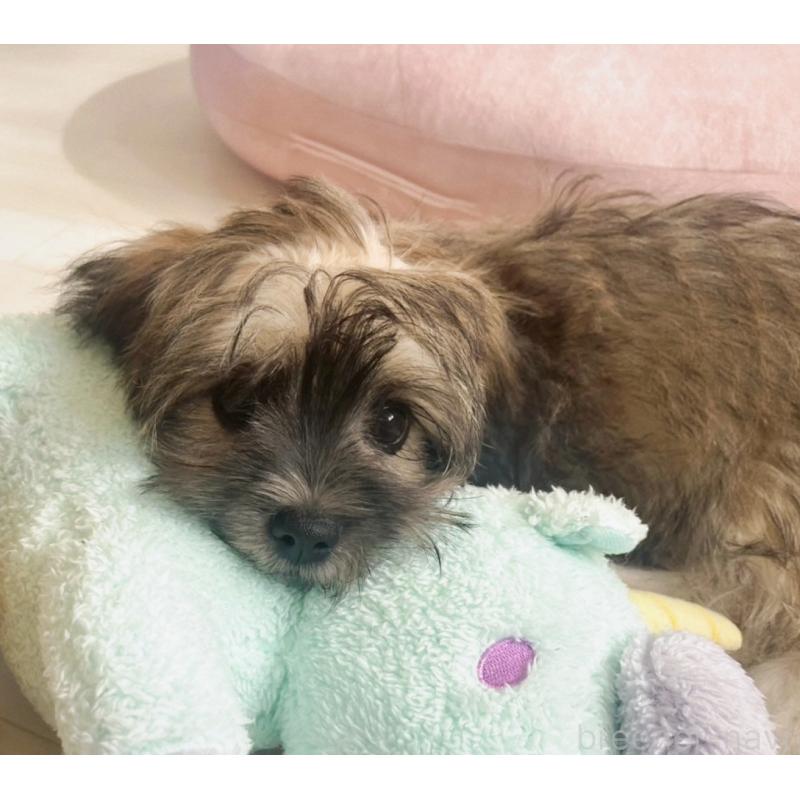 販売中の福岡県のミックス犬-387534の18枚目