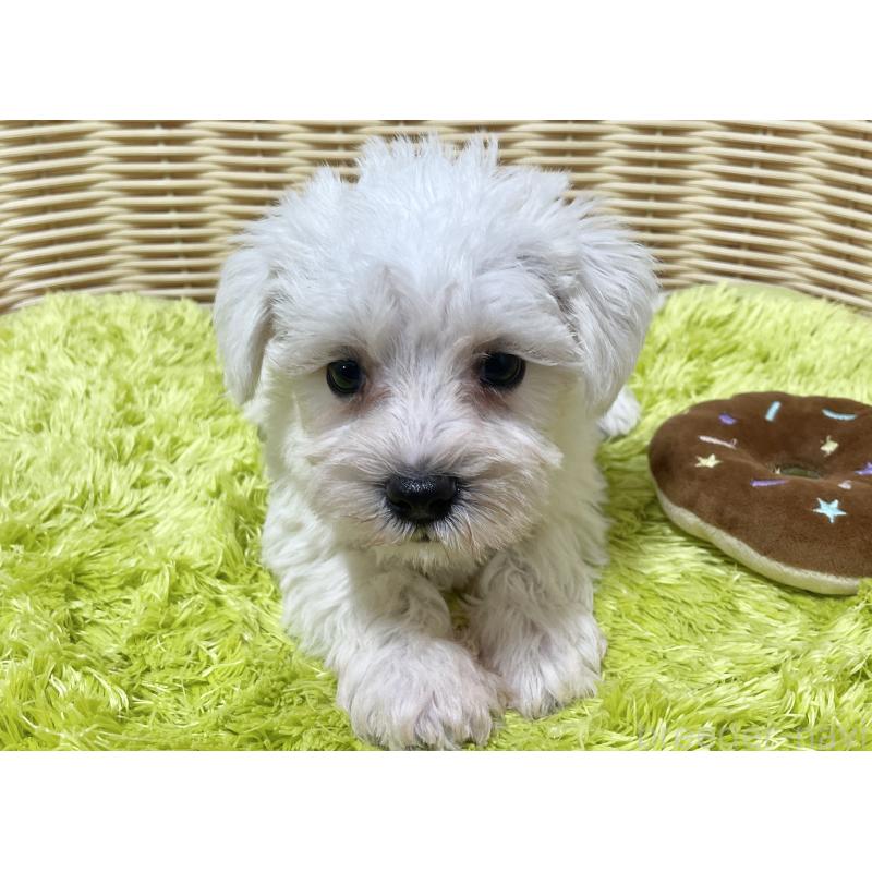販売中の秋田県のマルシュナ:マルチーズ×ミニチュアシュナウザー-409528の9枚目