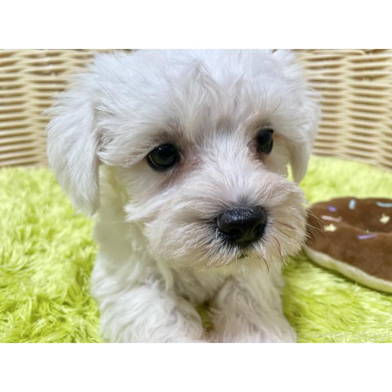 販売中の秋田県のマルシュナ:マルチーズ×ミニチュアシュナウザー-409528の8枚目