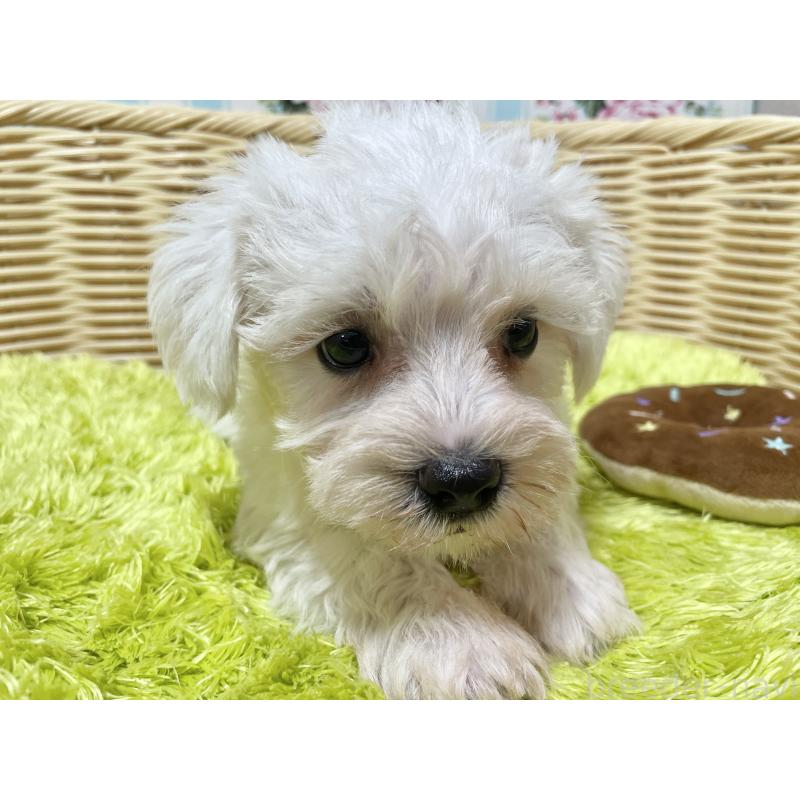 販売中の秋田県のマルシュナ:マルチーズ×ミニチュアシュナウザー-409528の7枚目