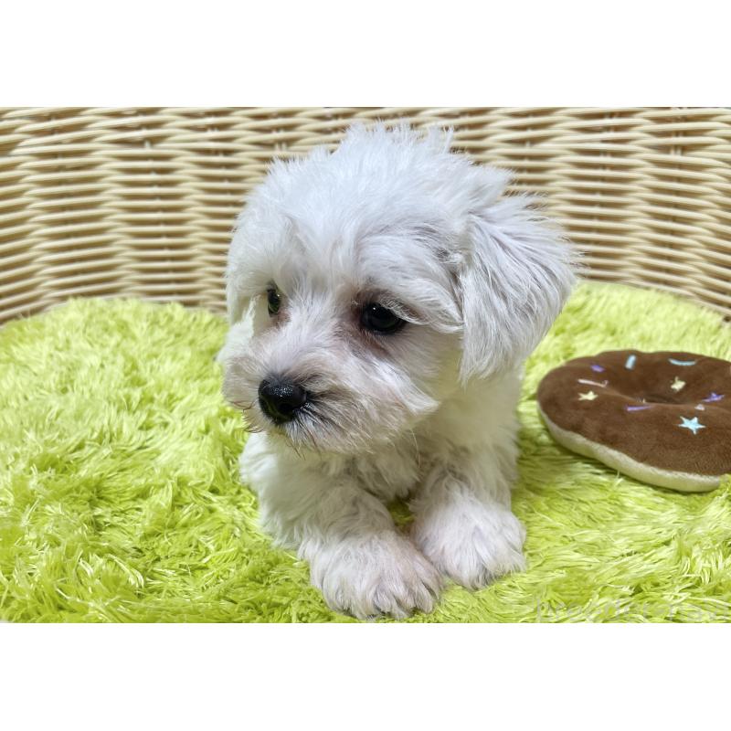 販売中の秋田県のマルシュナ:マルチーズ×ミニチュアシュナウザー-409528の6枚目