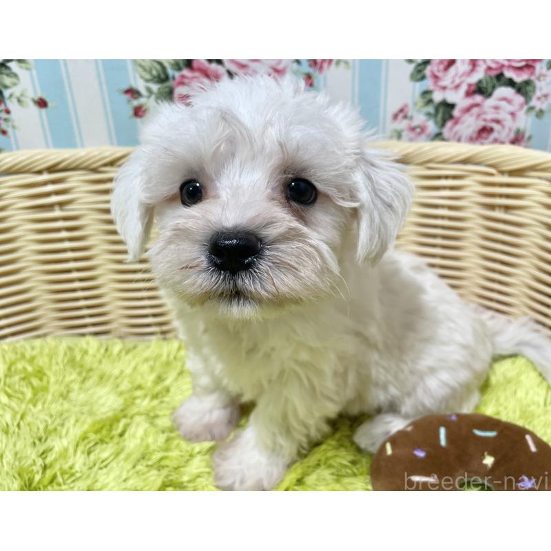 販売中の秋田県のマルシュナ:マルチーズ×ミニチュアシュナウザー-409528の5枚目