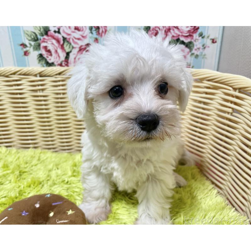 販売中の秋田県のマルシュナ:マルチーズ×ミニチュアシュナウザー-409528の4枚目
