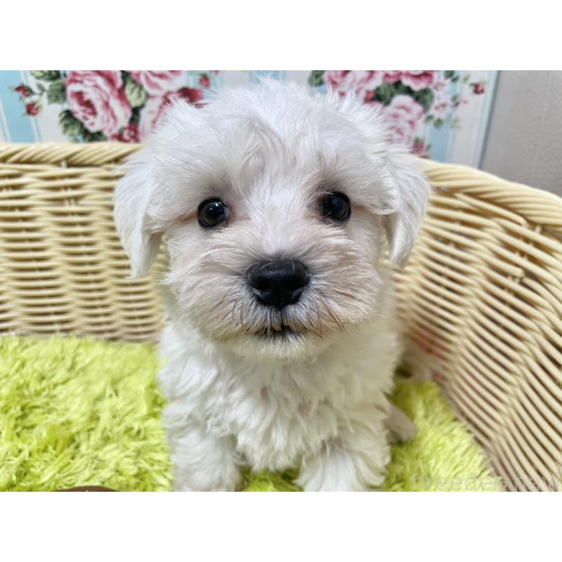 販売中の秋田県のマルシュナ:マルチーズ×ミニチュアシュナウザー-409528の2枚目