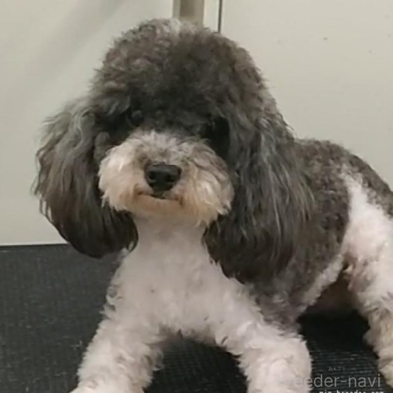 チャイくん1枚目