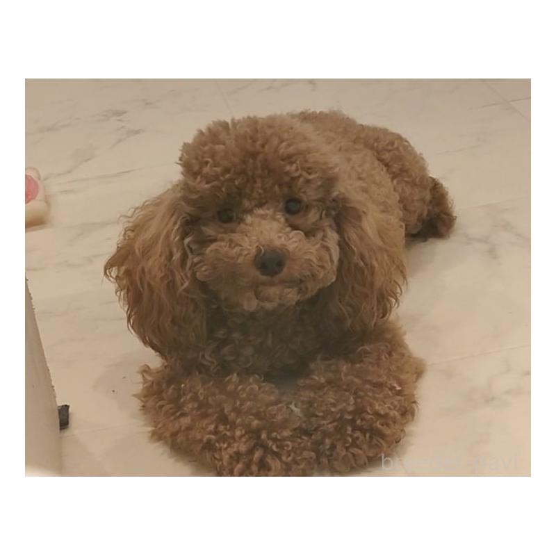 ようこちゃん1枚目