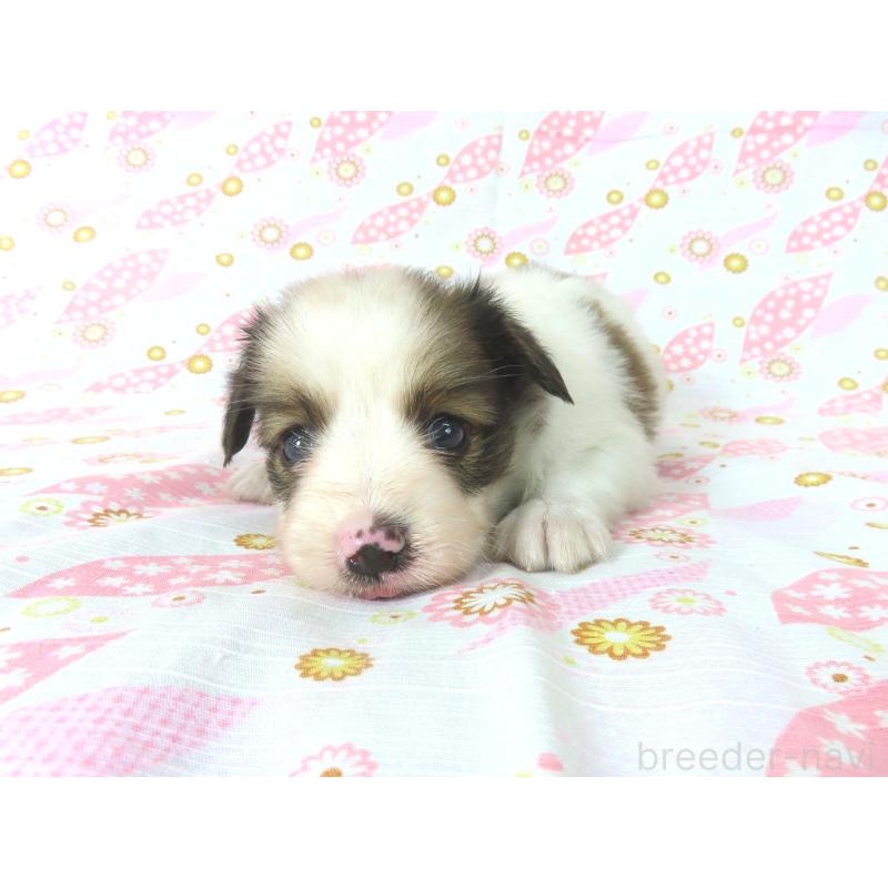 販売中の千葉県のパピヨン-407156の14枚目