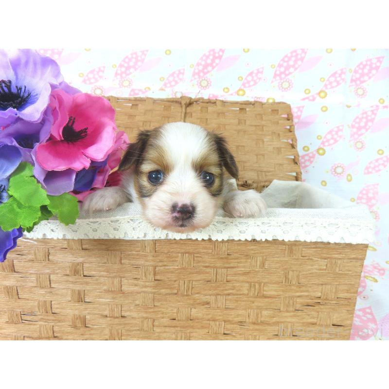 成約済の千葉県のパピヨン-407157の10枚目