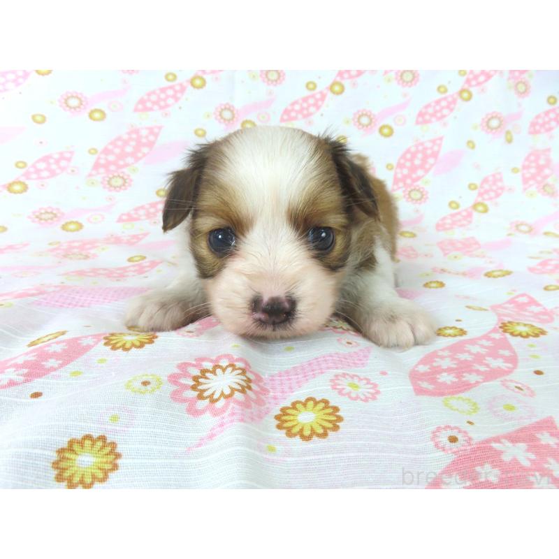 成約済の千葉県のパピヨン-407157の9枚目